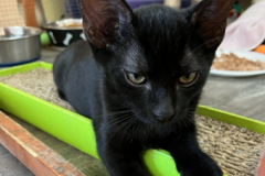 Eugene_Kittens_2_edited