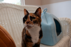 Gallery-1-calico