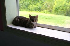 Gallery-10-dsh-tabby-window
