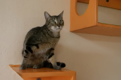 Gallery-11-dsh-tabby-orange-shelf