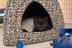 Gallery-13-black-kitten-leopard-cube