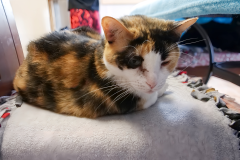 Gallery-14-dsh-calico2