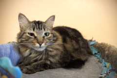 Gallery-15-dlh-tabby