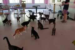 Gallery-16-multiple-cats