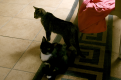Gallery-3-tabby-black-and-white