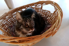 Gallery-7-dlh-tabby-white