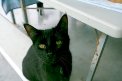 Gallery-8-dsh-black