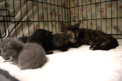 Gallery-9-calico-mom-kittens