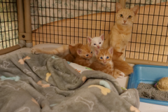 Orange-Momma-and-Kittens