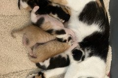 Puzzles-kittens